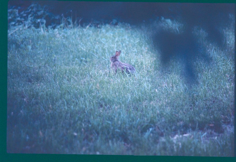 Rabbit in the Grass 1977